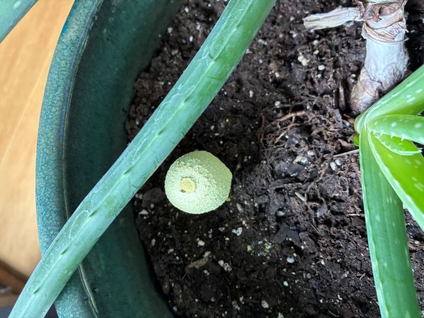 aloe b 2.jpg
